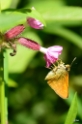 Vlinders en libellen bij de Immenhof
